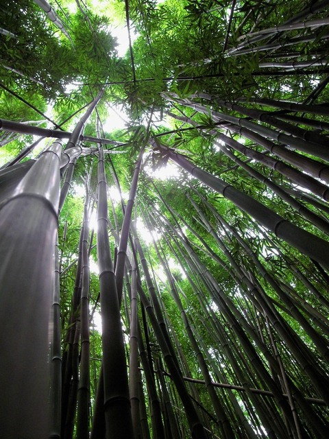 Bamboo Forest