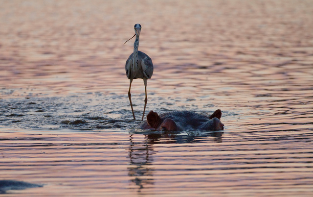 Grey heron riding on hippo