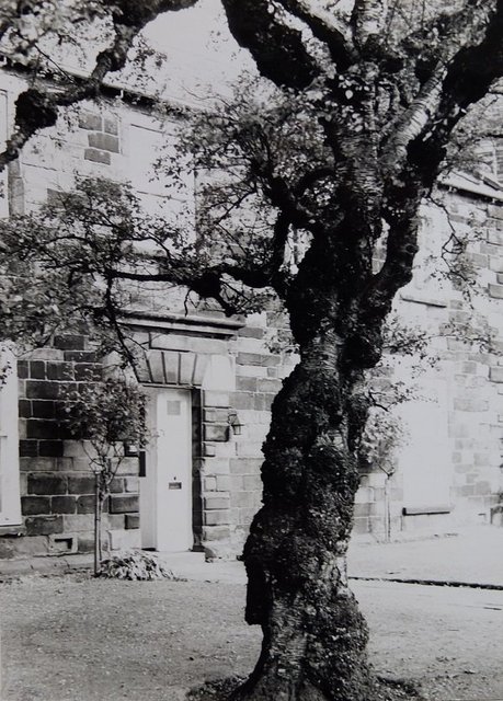 Cathedral Cottages and trees by Alison Gracie