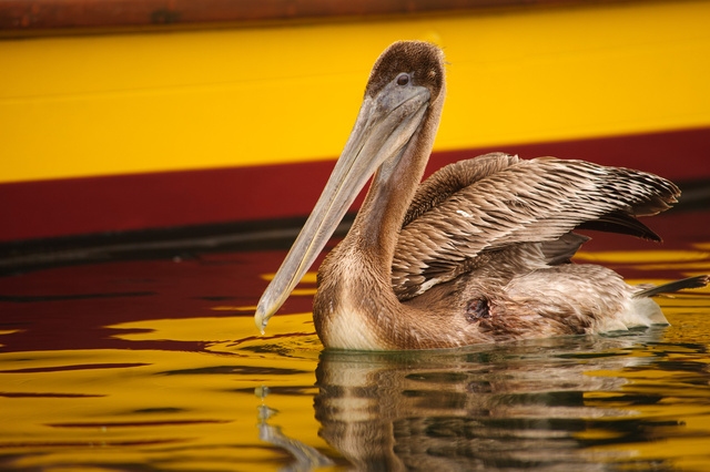 Pelican, Half Moon Bay, Caifornia
