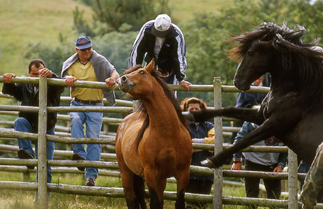 "Curros", rassemblement de chevaux sauvages près de Viveiro