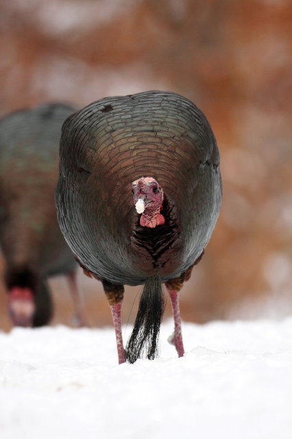 Eastern Wild Turkey, winter, Ohio