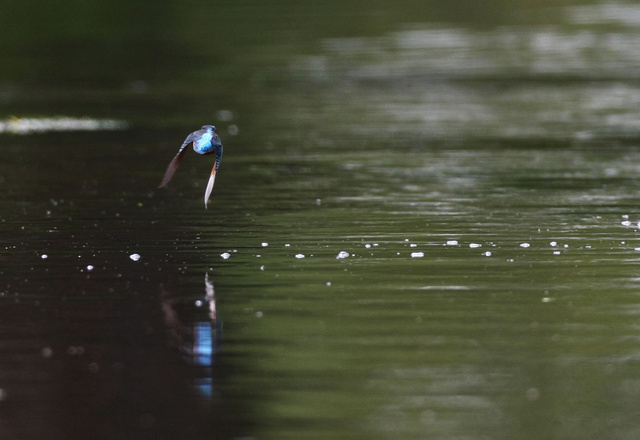 Kingfisher