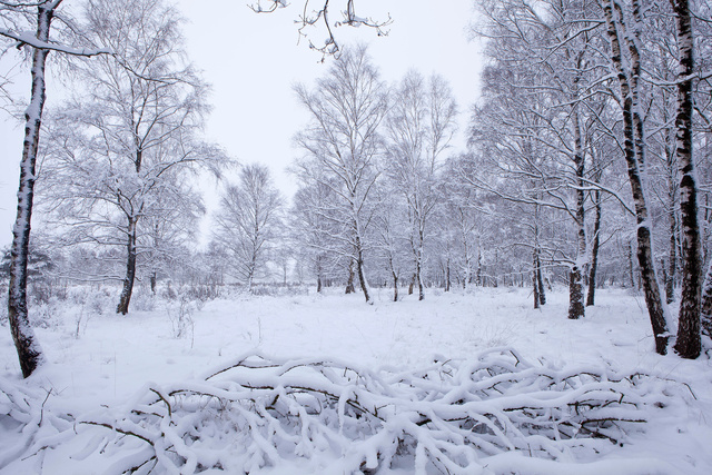 Witte Veen