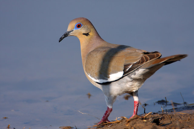 White-winged Dove, southern Texas