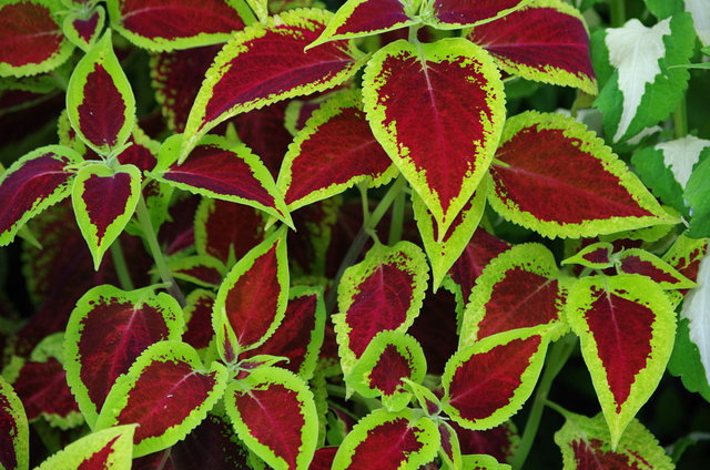 John Hart Conservatory City Park Launceston (5) VB.JPG