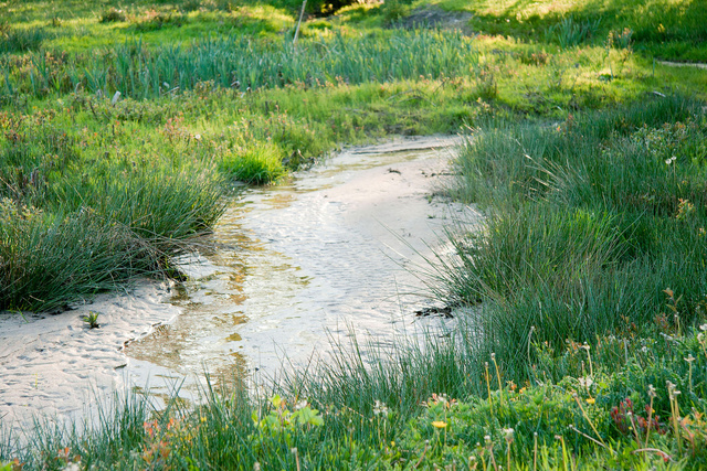 Beekdak in het voorjaar  2009/2010