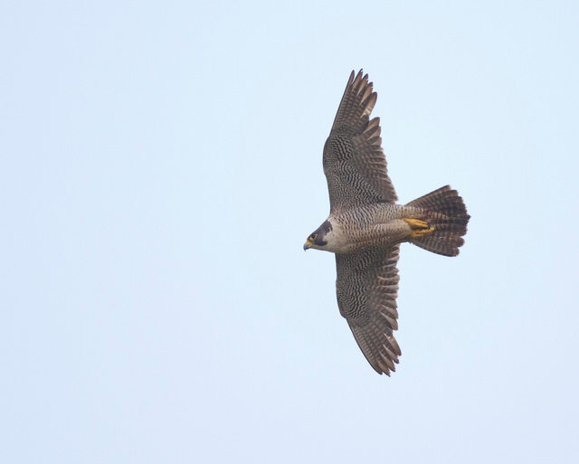 Peregrine falcon
