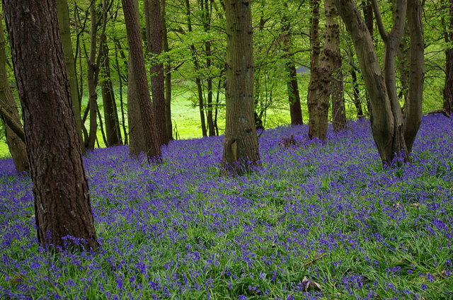 Bluebells near Ayot Green (2) VB.JPG