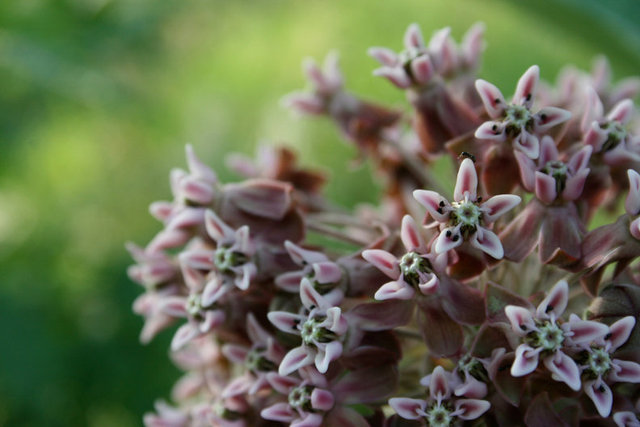Milkweed blossom for the Monarch's migration