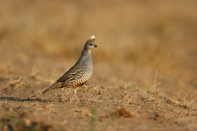 Scaled Quail, southern Texas