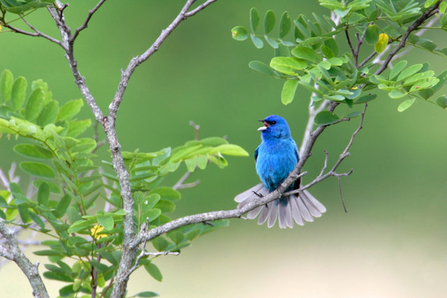 IndigoBunting_worked_Full-sharp.jpg