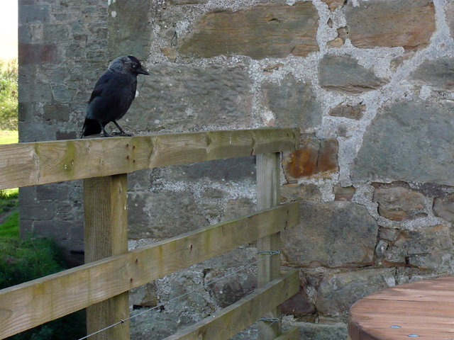 Jackdaw at Heatherslaw Mill VB.JPG