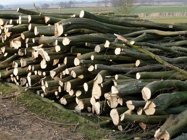 Logs near Great Gobions Farm VB.JPG