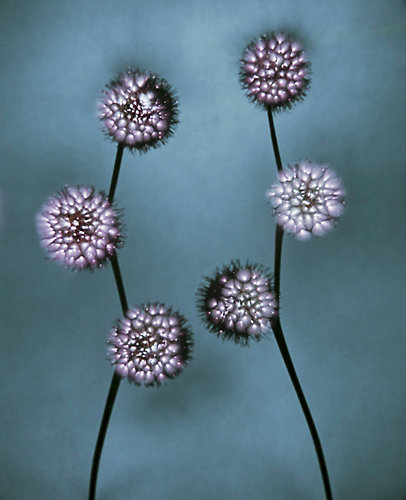 The Luminous Garden #25 © Paul den Hollander