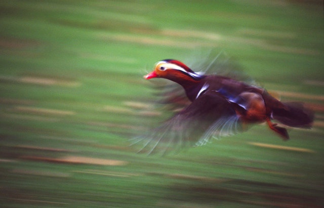 Mandarin Duck