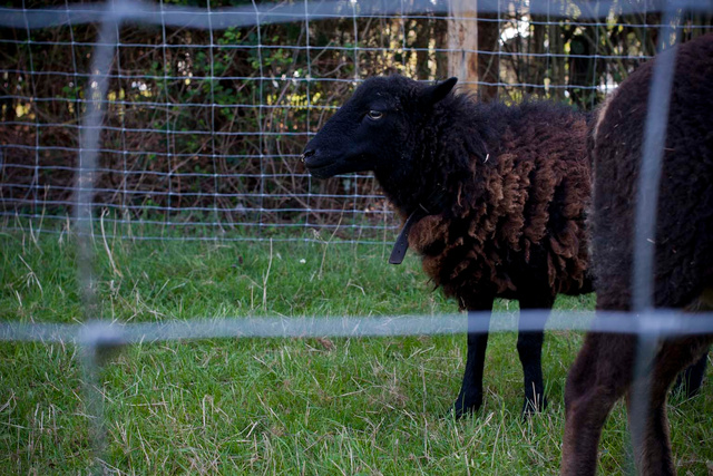 MESNAGE-naturama-2011-08.jpg