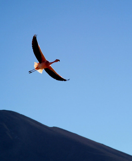 Altiplano, Bolivia