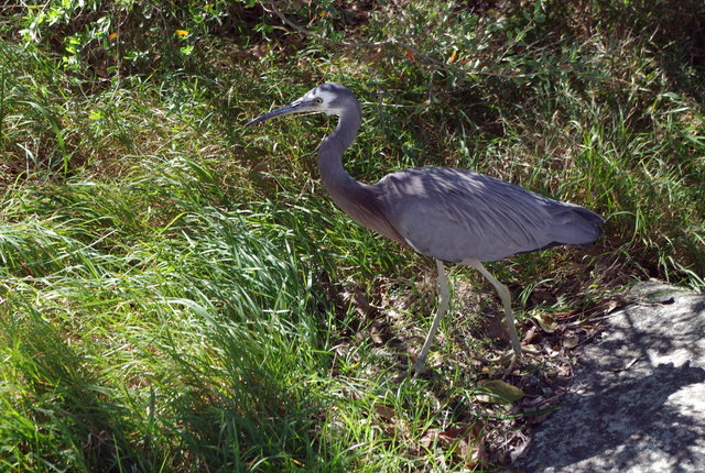 Ibis at Cremorne Point (1) VB.jpg