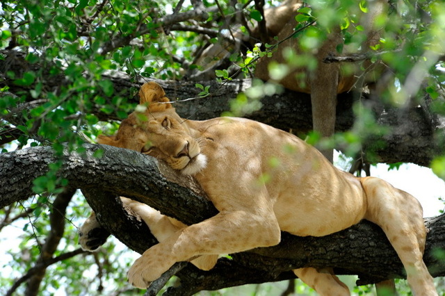 Tree Lioness, Masai Mara