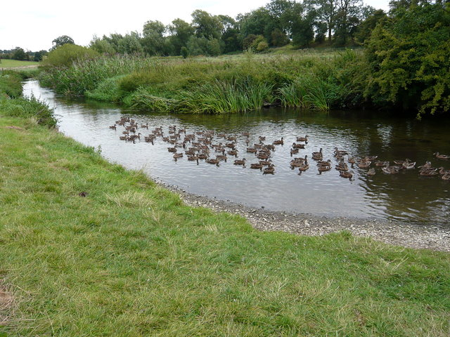 Mallards on the River Lea (9) VB.JPG