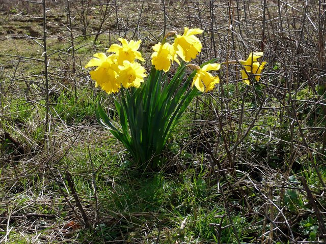 Daffodils on Ayot Greenway (3) VB.JPG