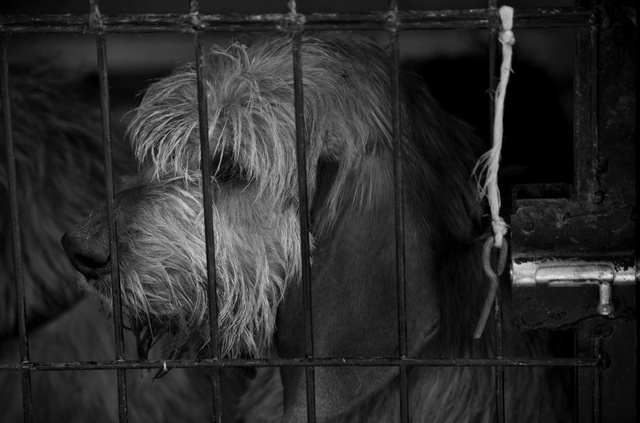 viewbook hound 1 060412_3353.jpg