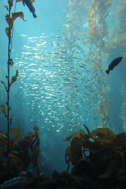 Fish Column 