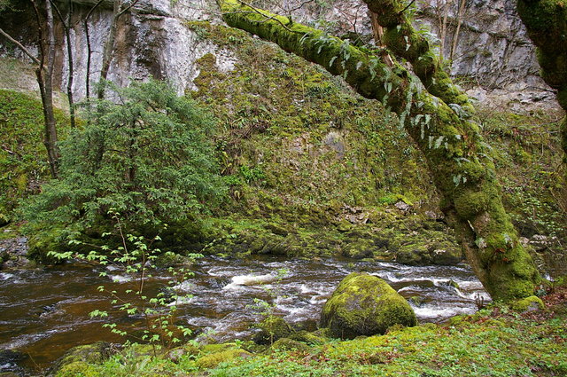 Ingleton Waterfall Trail Swilla Glen (7) VB.JPG