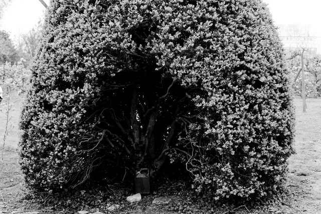 ALM00070_2012CL2331 copie.jpg