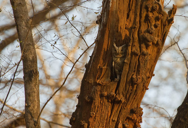 Indian Scops Owl