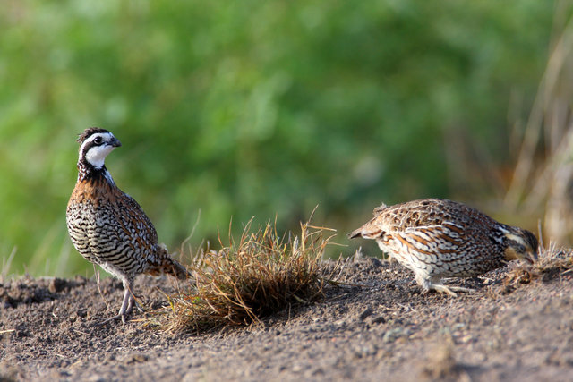 Northern Bobwhite Quail, southern Texas