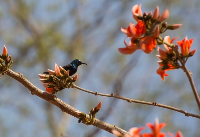 Purple Sunbird