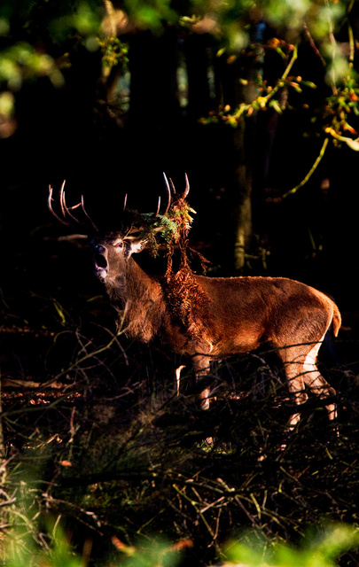 Red Deer Stag