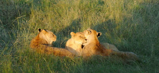 Small Pride of Lions, Masai Mara