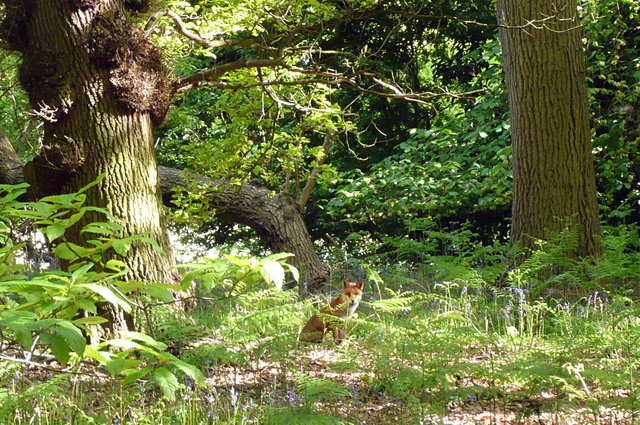 Red fox at Brockett (4) VB.JPG