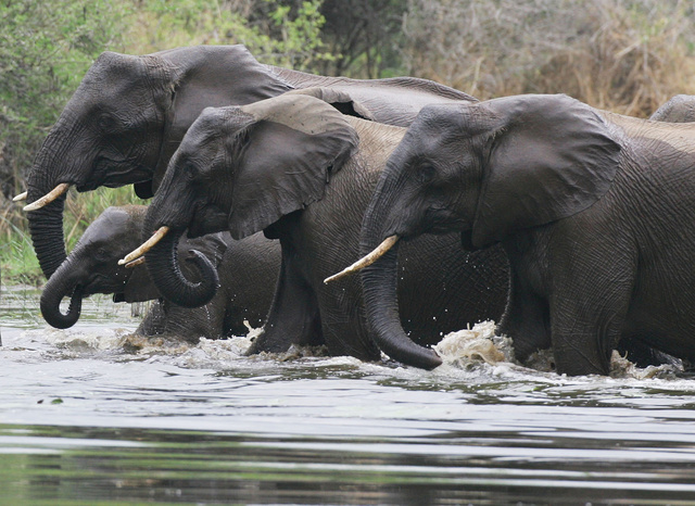 Elephants