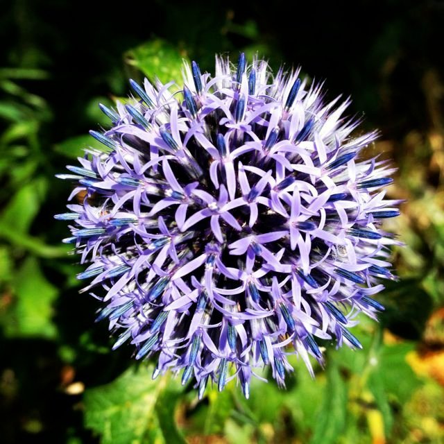 Echinops ritro