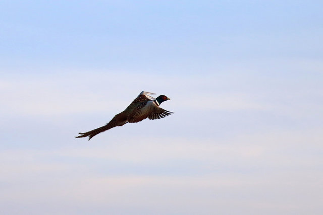 Ring-necked Pheasant