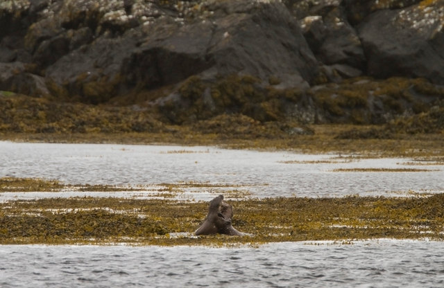 Otter cubs play-fighting