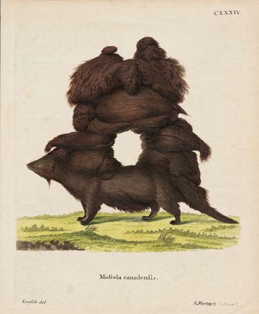 Mustela Canadiensis