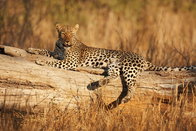 Leopard