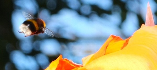 Botanical Flying Bee by Alison Gracie