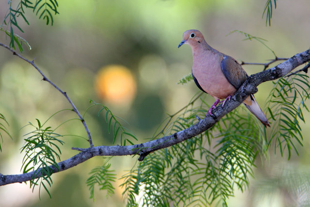 Mourning Dove