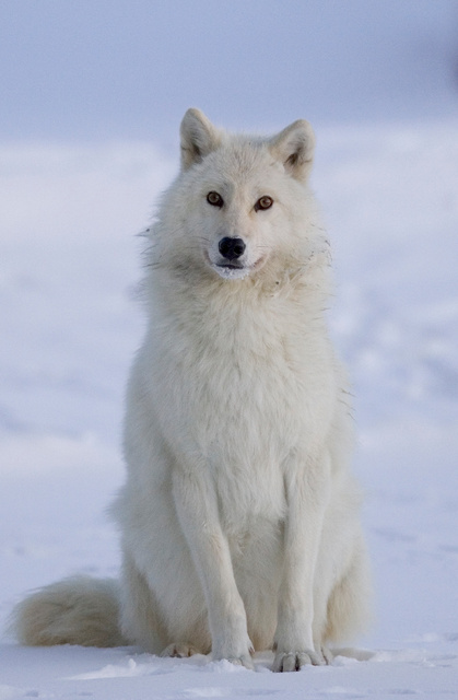 arctic_14.JPG