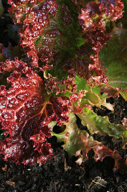 Lettuce 'Lollo Rossa'