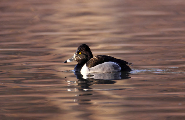 Ring-necked Duck, late winter, Ohio