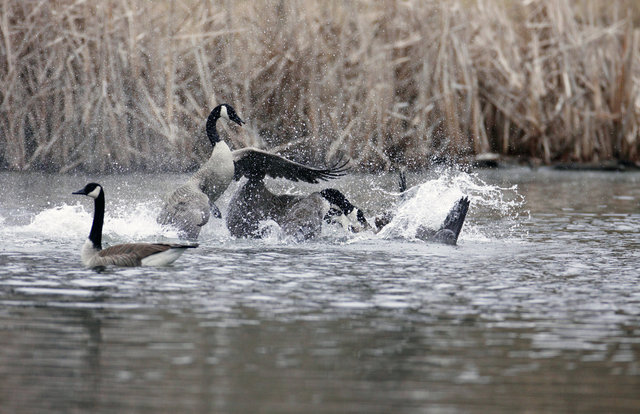 Canada Geese fighting over territory, late winter, Ohio