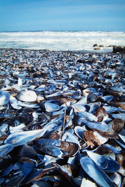 Mussel Beach