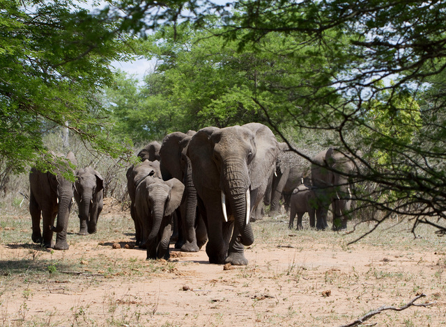 Elephant herd